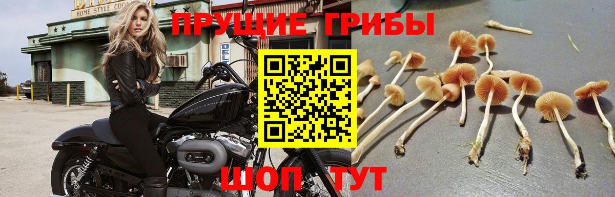 хочу наркоту  Вход с VPN  Домодедово  Псилоцибиновые грибы прущие грибы 